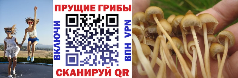 Купить  Медынь  Псилоцибиновые грибы MAGIC MUSHROOMS 
